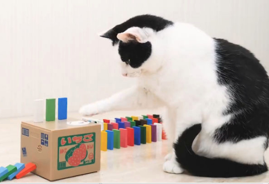 کلیپشو گربه و دومینو