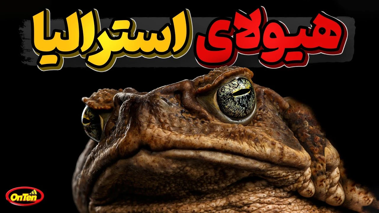 هیولای استرالیا وزغ نیشکر مهمانی ناخوشایند در استرالیا